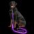 PetIsay Light up Dog Leash for Night Walking, USB Rechargeable, 6FT, Purple
